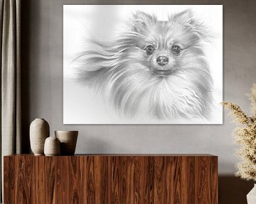 Pomerans reu met vloeiende vacht van Adriana Müller