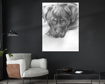 Gezicht van een Rottweiler puppy van Adria Mueller