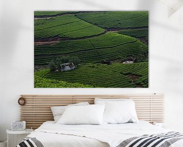 Thee plantages Kerala India