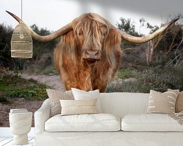 Schotse hooglander in de duinen van Fotografie Egmond