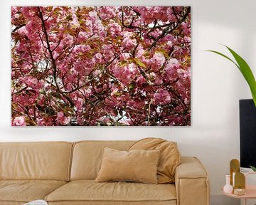 Bloeiende Sakura, een fascinerend natuurspektakel van Frank Photos