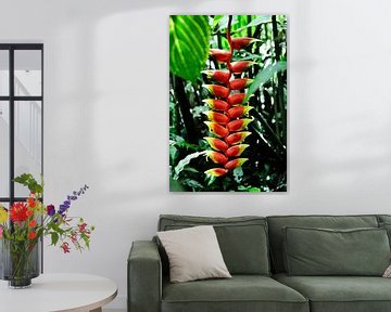 Heliconia, tropische uitstraling midden in de jungle van Frank Photos