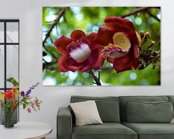Couroupita bloem, fascinerende tropische uitstraling van Frank Photos