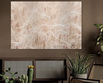 Tarweveld in de Provence van DsDuppenPhotography