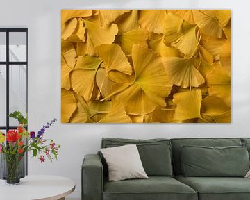  Gele Ginkgo Biloba bladeren in de herfs van Frans Rombout