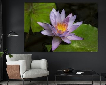Blauwe Lotus bloem in de vijver met groene bladeren   van Frans Rombout