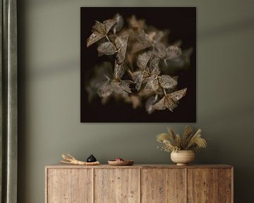 Hortensia droogbloem van Karin Bakker Fotografie