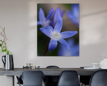 Pretty little blue star at the beginning of spring - Moore blauwe ster aan het begin van de lente - jolie etoile bleue au debut du printemps. by Christina Bauer Photos