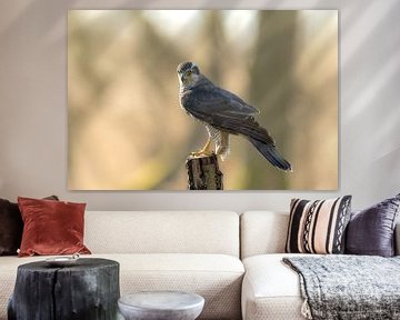Raubvogel in den Niederlanden der Habicht von Björn van den Berg