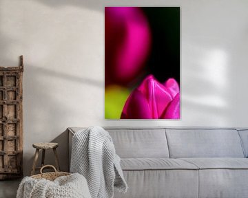 Kleur je leven, magische tulpen van Christina Bauer Photos