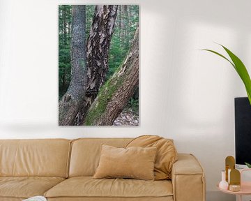 To let the forest speak