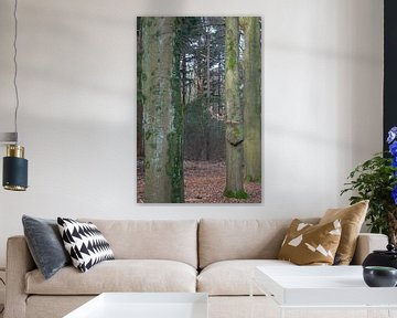 To let the forest speak van Anne Roos Van Veen