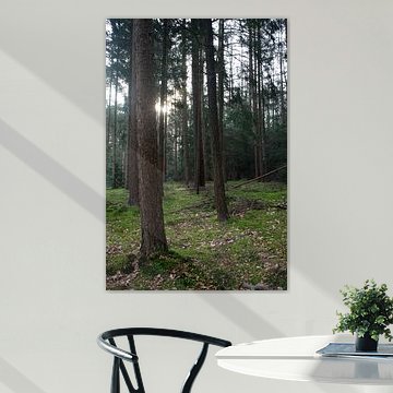 Den Wald sprechen lassen