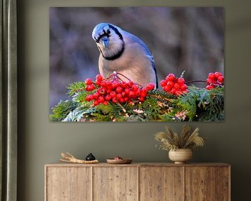 A blue jay in autumn by Claude Laprise