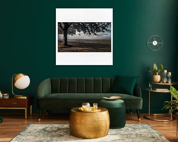 Arbre dans le cadre