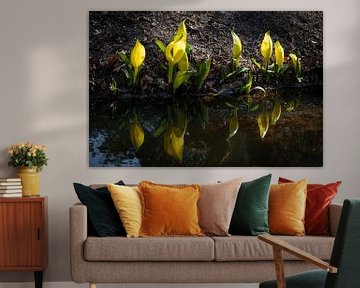 Jonge gele Lysichiton americanus-planten, stinkende koo van Frans Rombout