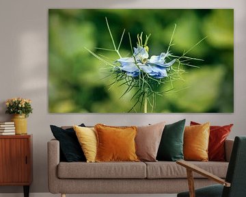 Miss-im-Grünen von Saranda in 't Veld Fotografie