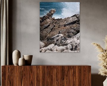 African penguins on rugged coast in South Africa by Ian Schepers