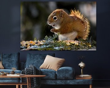 A red squirrel in winter by Claude Laprise