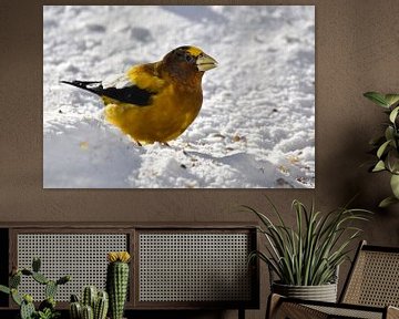 A large roving beak in spring by Claude Laprise