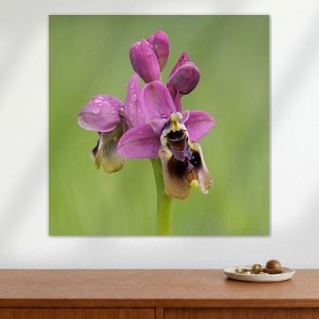 Orchidee Wolverophrys,