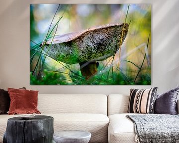 Mushroom, Boletus badius dans la forêt