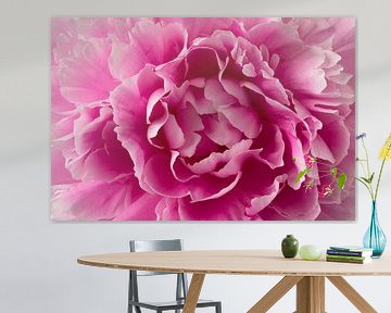 Heart of a beautiful pink peony flower by Frans Rombout
