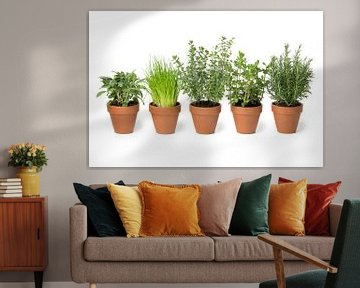 Terracotta pots with fresh green kitchen herbs by Frans Rombout