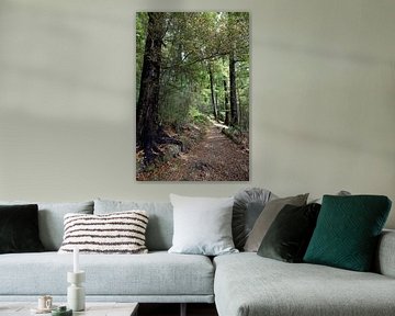  Walking path in Pelorus Bridge Scenic Reserve by Frans Rombout