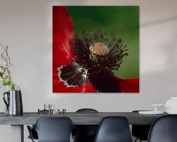 Papaver rhoeas van Helmut Neumann Blütenfotografie
