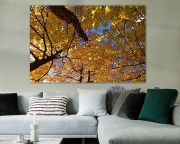 A maple forest in autumn by Claude Laprise