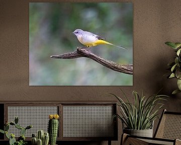 Mooie grijze kwikstaart op een tak -- mooie kwikstaart op een tak--jolie bergeronette des ruisseaux sur une branche van Christina Bauer Photos