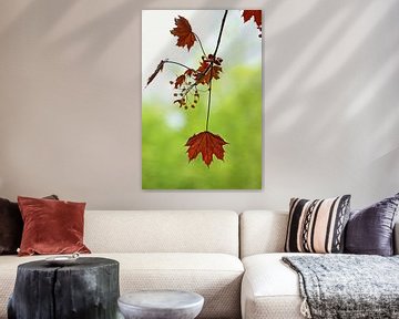 autumn... symphony of leaves van Meleah Fotografie