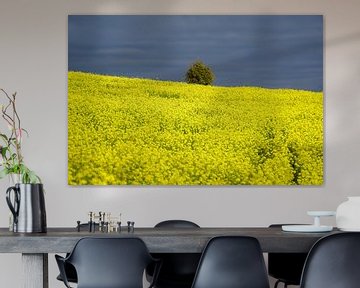 Rapeseed field under blue sky by Tineke Visscher