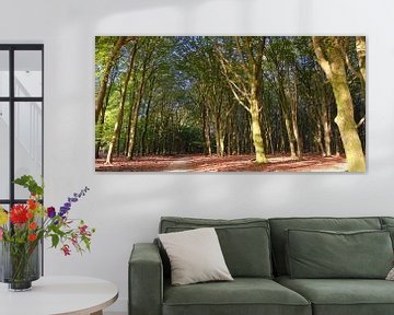 Hoog Soerense Bossen van Maarten Heckman natuurfotografie