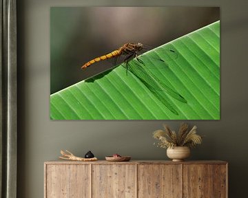 Libel op bananenblad (Indonesië) van Maarten Heckman natuurfotografie
