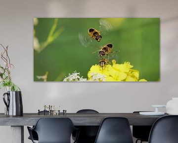 Hoverflies over flower