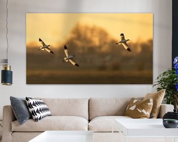 Loons in the last sunlight by Erik Veldkamp