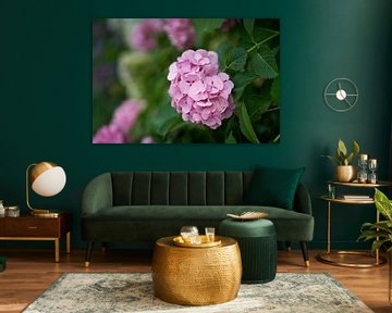 Garden hydrangea, Hydrangea macrophylla by Heiko Kueverling