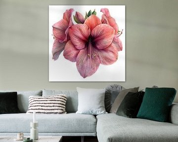 Amaryllis glans van Chromatic Fusion Studio