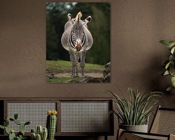 Zebra by Liliane Jaspers