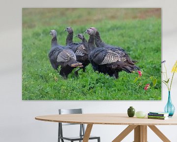 Wild turkeys in autumn by Claude Laprise