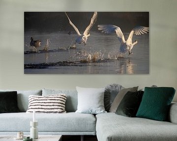 Swans on the runway