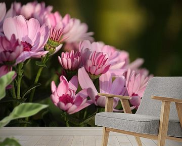 Pink marguerite van Meleah Fotografie