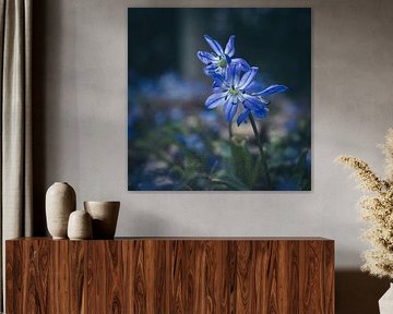 Lovely Scilla siberica Blooming in Spring by Imladris Images