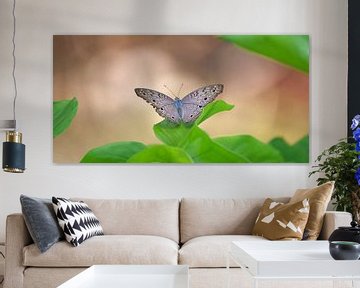 Vlinder, Indonesië - Junonia atlites van Maarten Heckman natuurfotografie