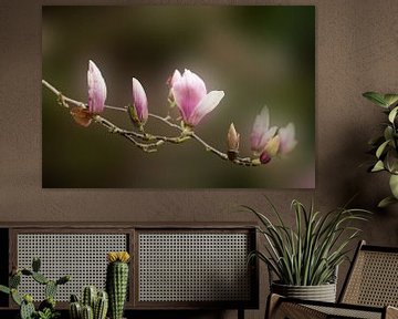 Magnolia geeft de lente aan. van Photography by Karin