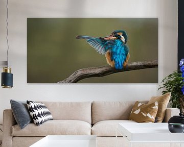 Eisvogel - Zeit zum Putzen, das Weibchen pflegt sein Gefieder.