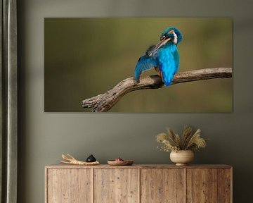 IJsvogel - Tijd om te poetsen, mannetje verzorgt zijn verenkleed.