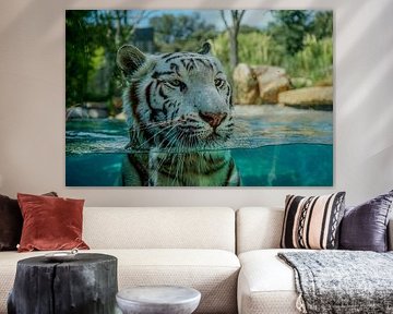 White Tiger Stare – The Power of a Gaze by Picture By Gijs